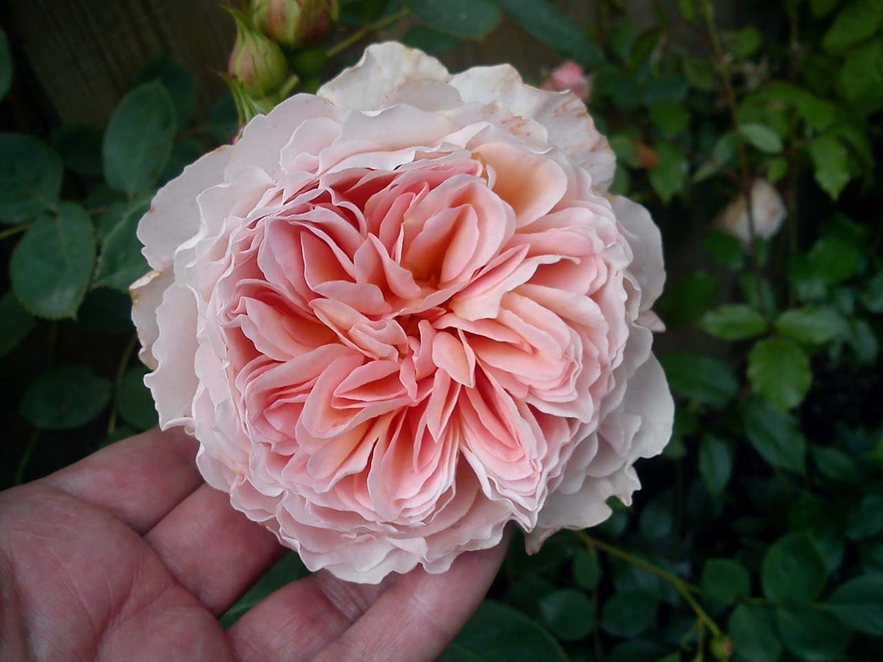 Английские розы: топ 10 красивых сортов