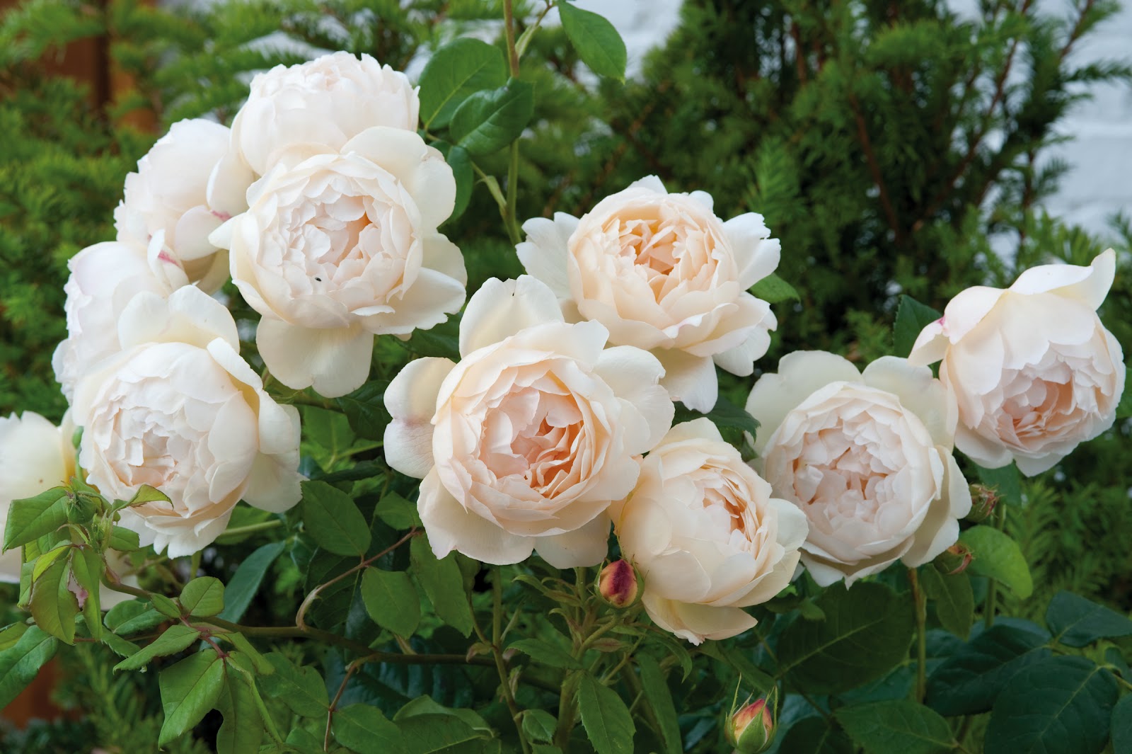 Английские розы: топ 10 красивых сортов