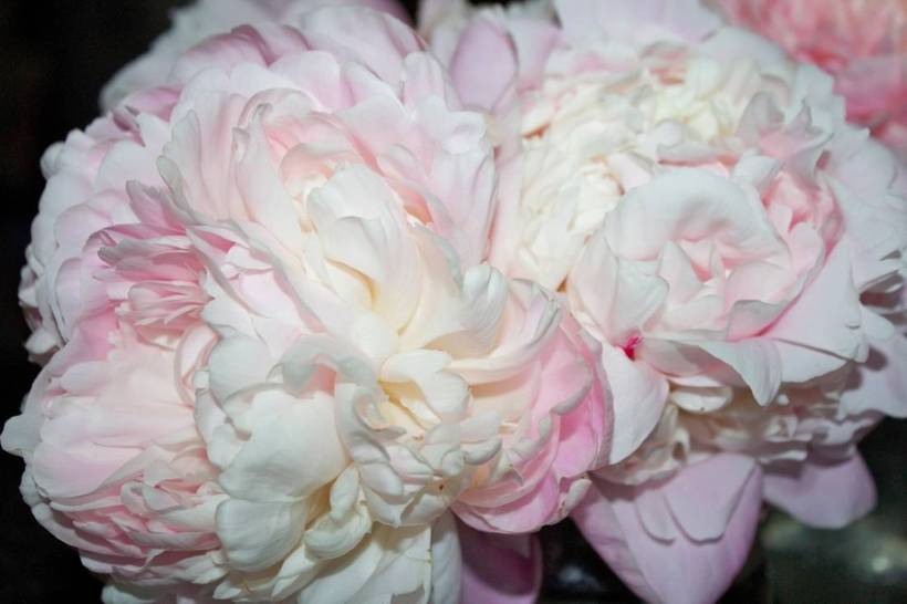Ник Шейлор: сортовой пион с цветками светлого окраса и тонким ароматом
